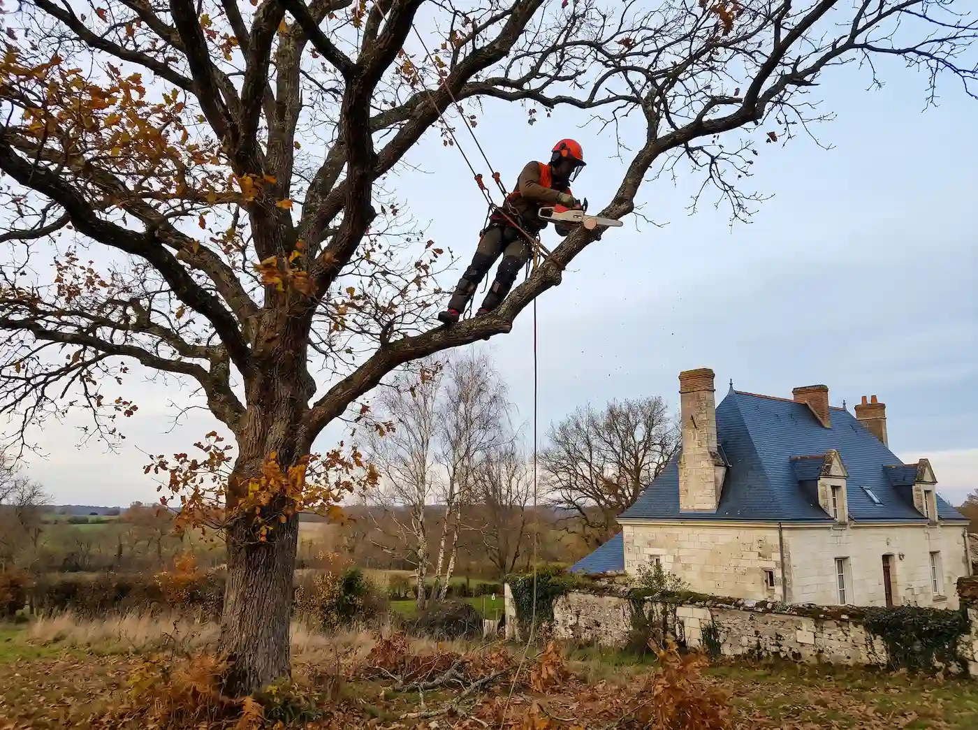 Élagueur encordé qui coupe une branche de chêne à la tronçonneuse, devant une maison en tuffeau à toit d’ardoise